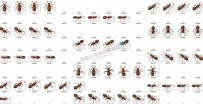 五只蚂蚁传奇怪物素材,兵蚁,工蚁,蚁后等